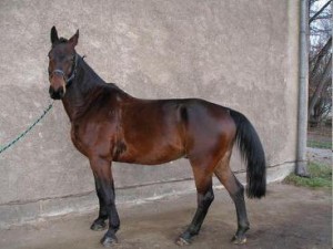 Obrazek