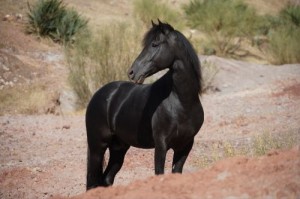 Obrazek