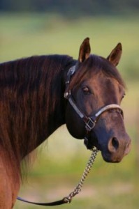 Obrazek