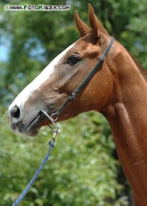 Obrazek