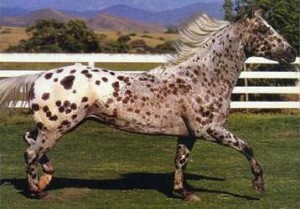 Obrazek