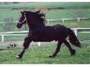 Obrazek