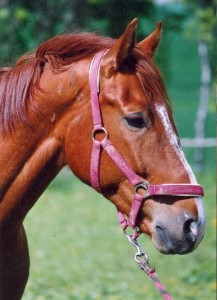 Obrazek